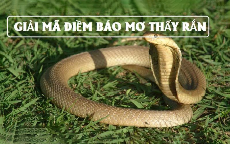 Mơ thấy rắn là điềm gì? Lý giải chi tiết